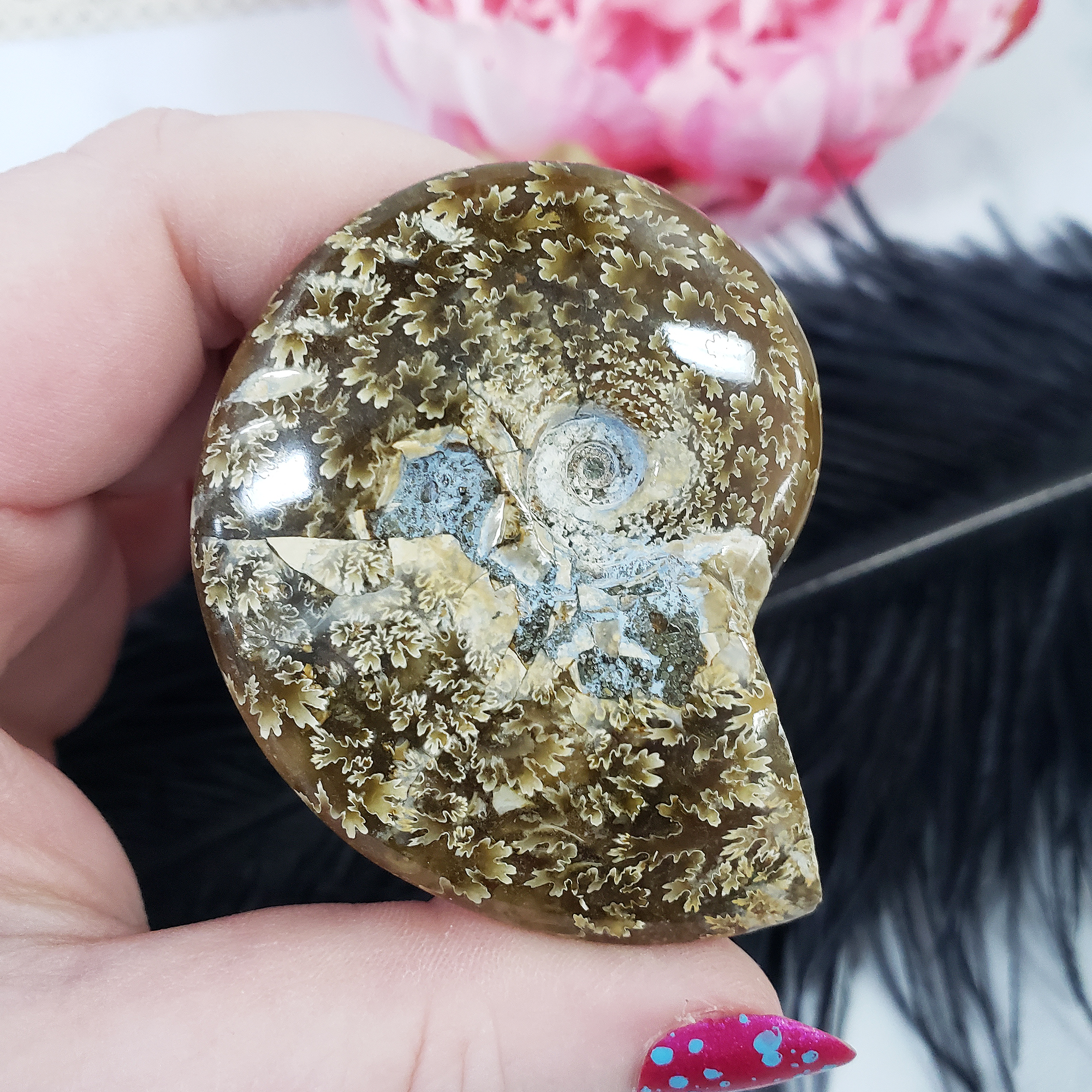 Unique Ammonite Fossil Shell Semi-Polished Natural Gemstone | Aura