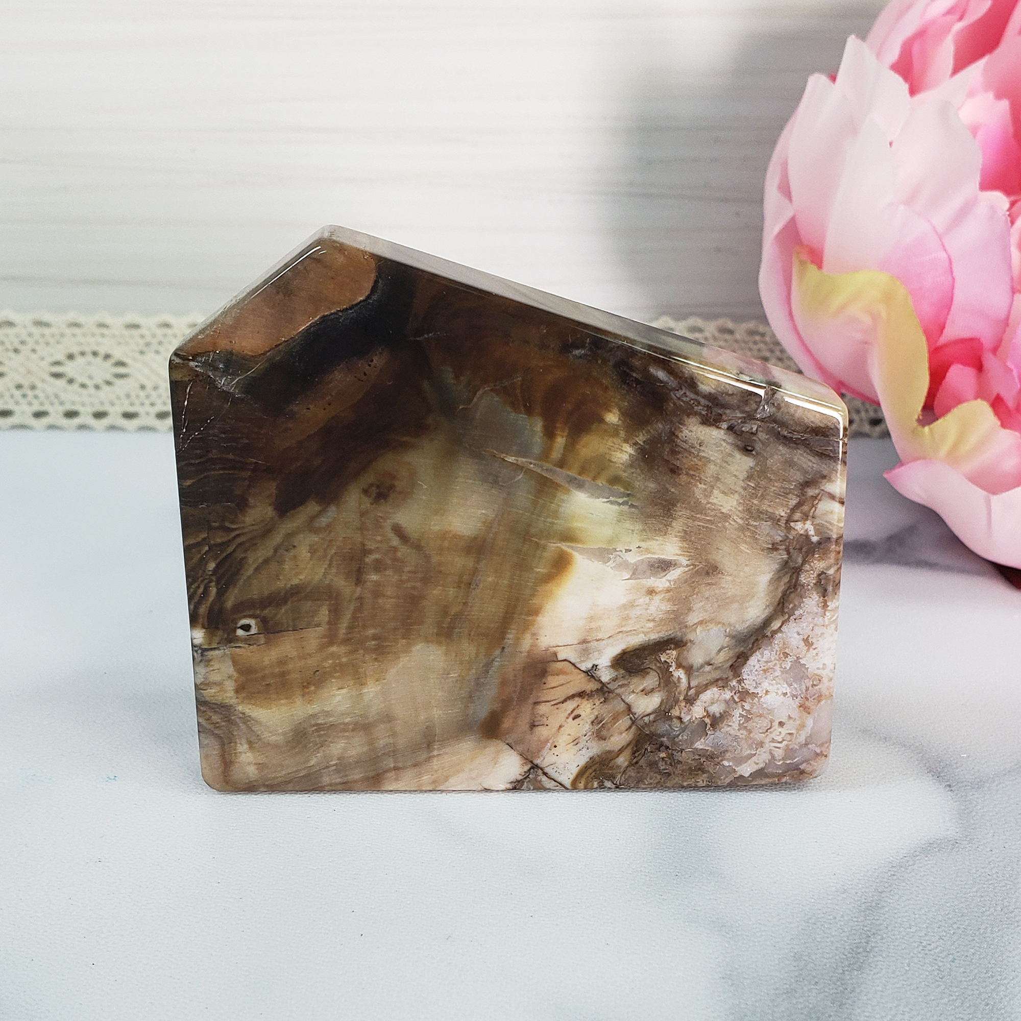 Unique Petrified Wood Stone Slab Fossil Slice Natural Gemstone - Curiosity