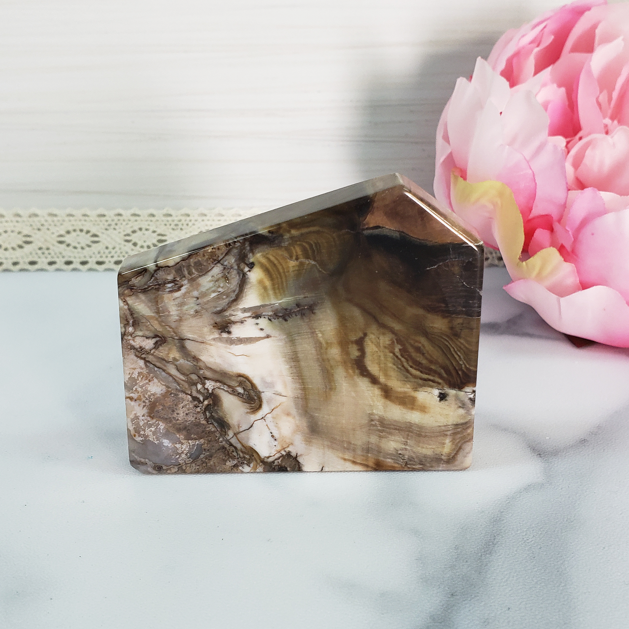 Unique Petrified Wood Stone Slab Fossil Slice Natural Gemstone - Curiosity - 1