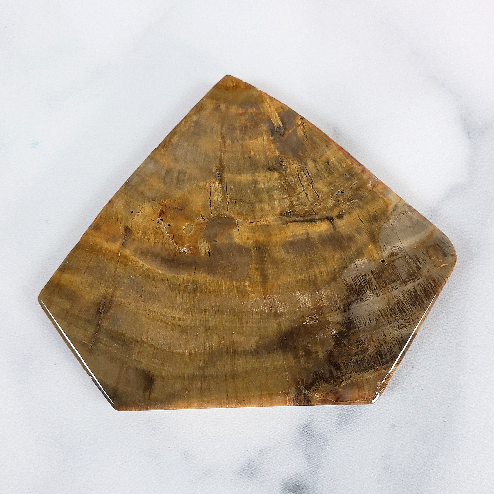 Unique Petrified Wood Stone Slab Fossil Slice Natural Gemstone - Gallantry