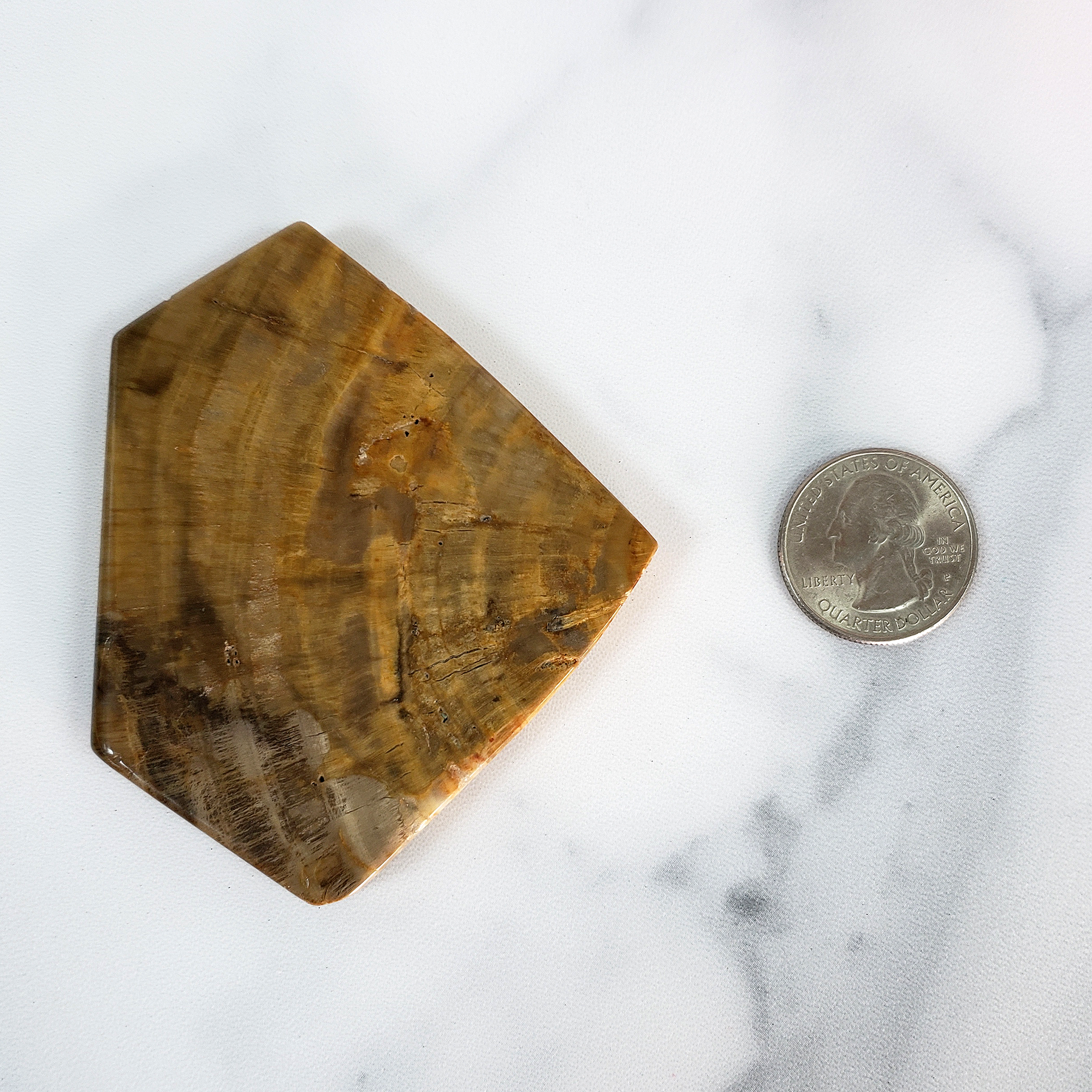 Unique Petrified Wood Stone Slab Fossil Slice Natural Gemstone - Gallantry - 3