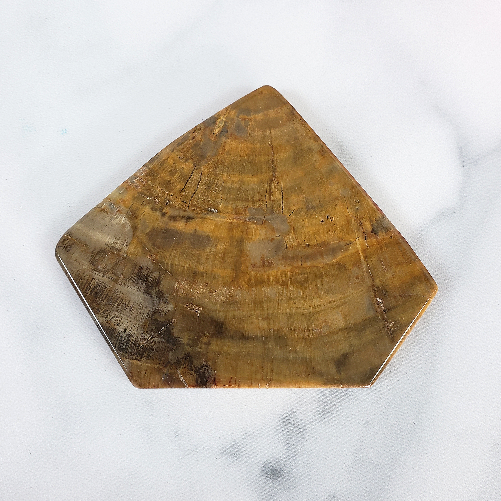 Unique Petrified Wood Stone Slab Fossil Slice Natural Gemstone - Gallantry - 4