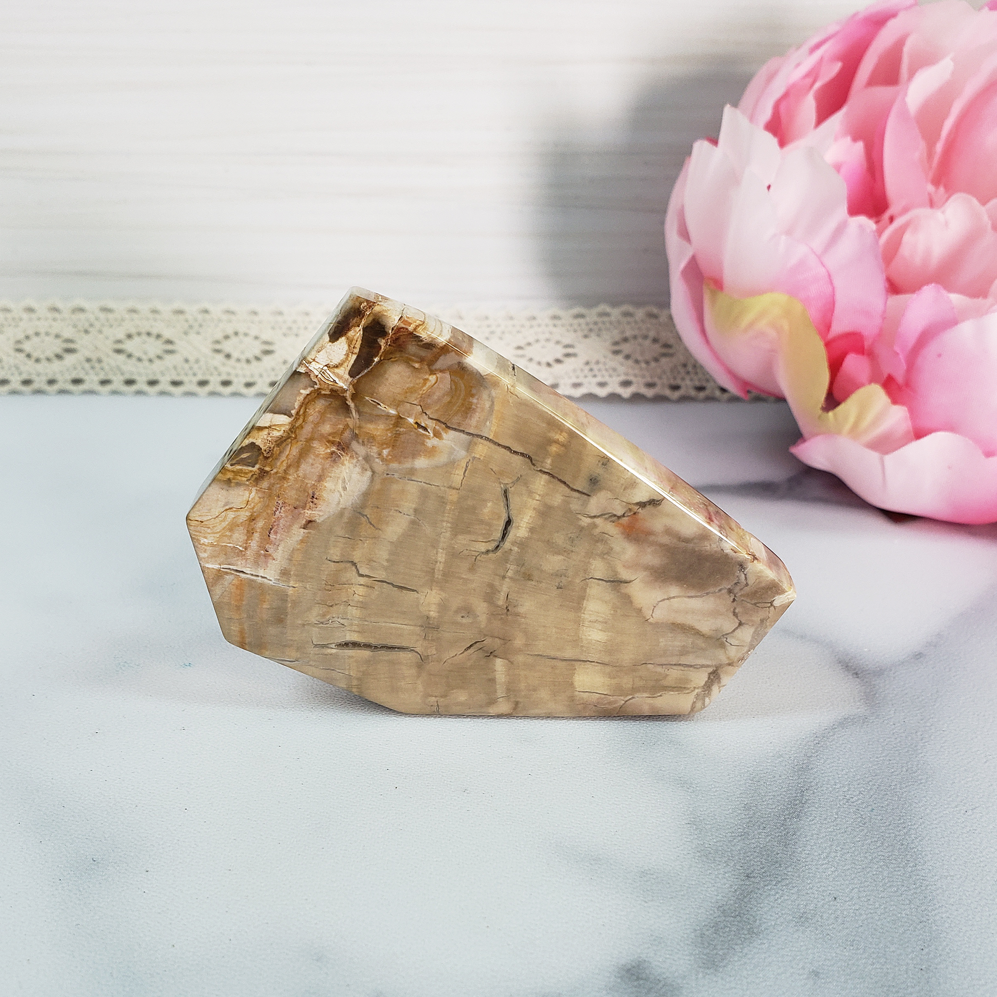 Unique Petrified Wood Stone Slab Fossil Slice Natural Gemstone - Honor - 1