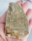 Unique Petrified Wood Stone Slab Fossil Slice Natural Gemstone - Honor - Close Up