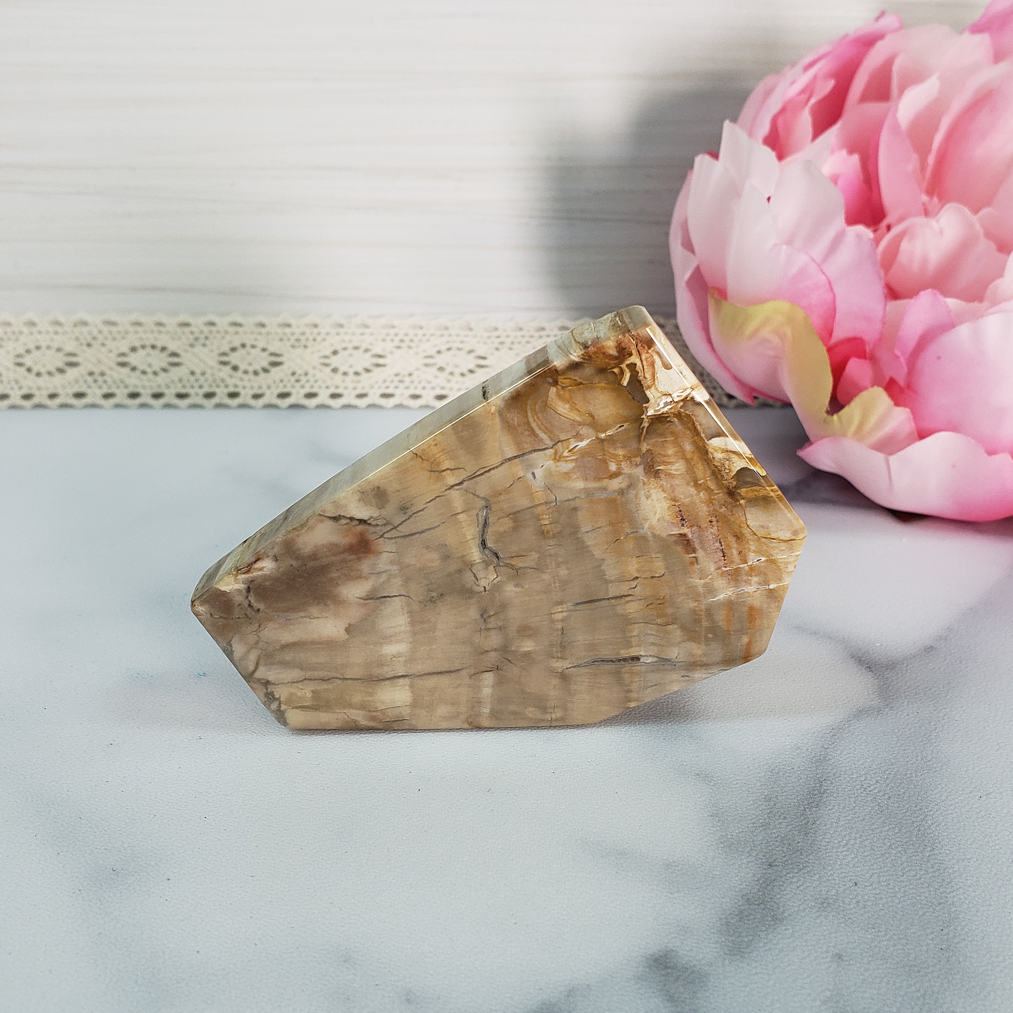 Unique Petrified Wood Stone Slab Fossil Slice Natural Gemstone - Honor