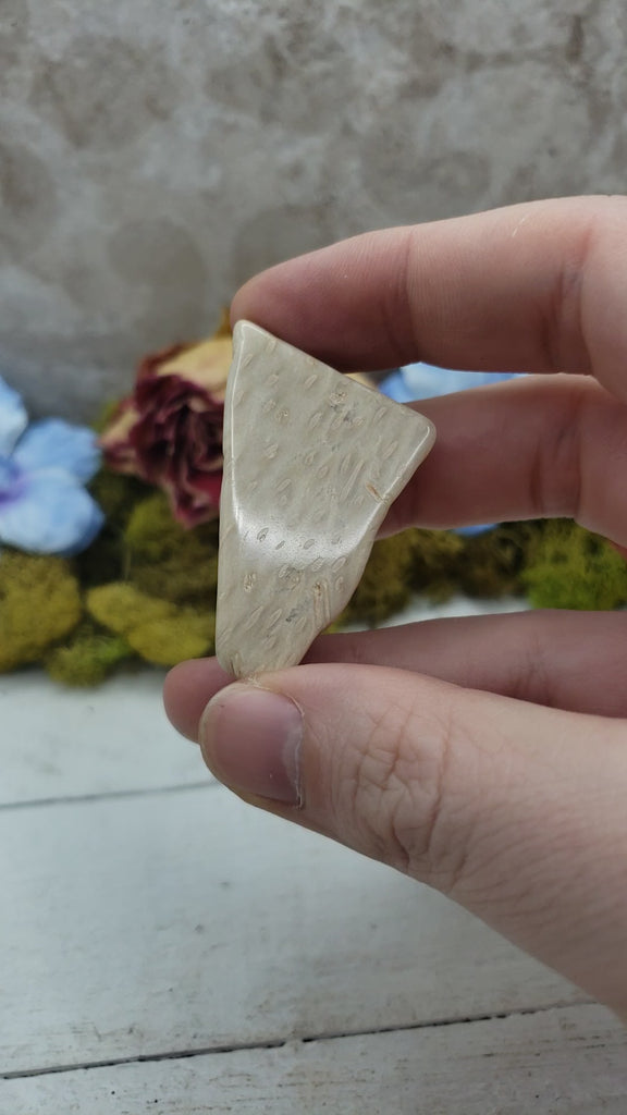 Unique Palm Wood Fossil Natural Crystal Slab - ABBIE video