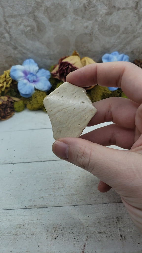 Unique Palm Wood Fossil Natural Crystal Slab - GLORIA Video