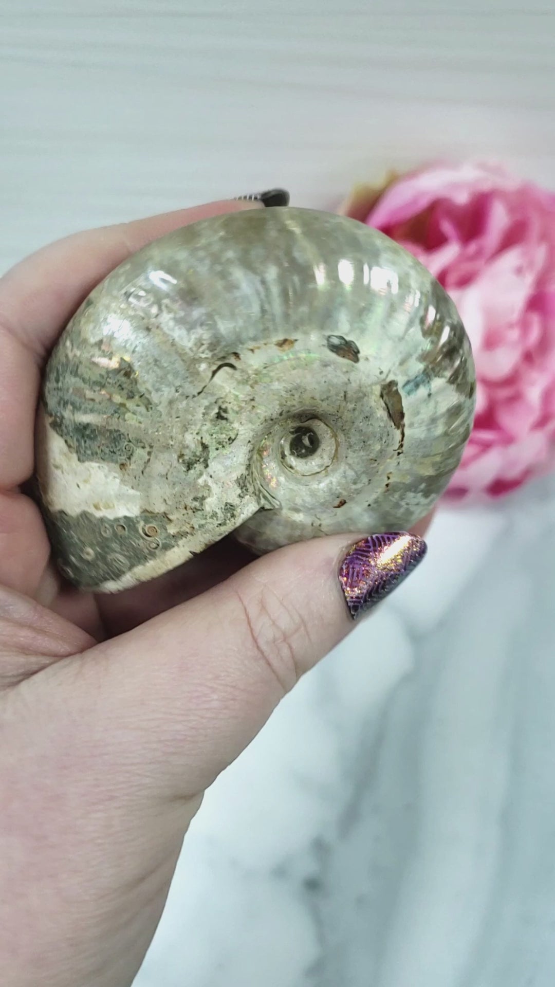 Unique Iridescent Ammonite Fossil Shell Natural Gemstone | Megumi - 3