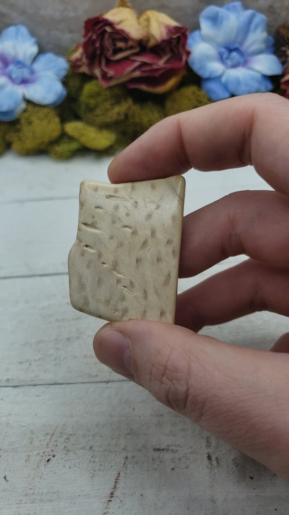Unique Palm Wood Fossil Natural Crystal Slab - ALI video