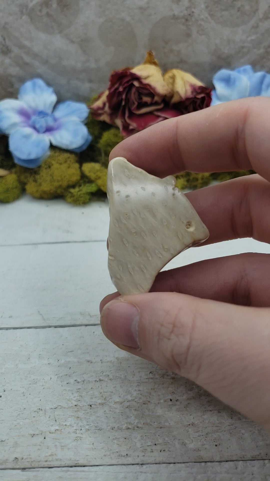 Unique Palm Wood Fossil Natural Crystal Slab - ODLING Video