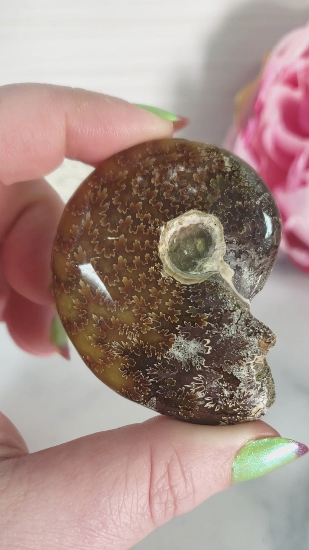 Unique Ammonite Fossil Shell Semi-Polished Natural Gemstone | Halo -Video