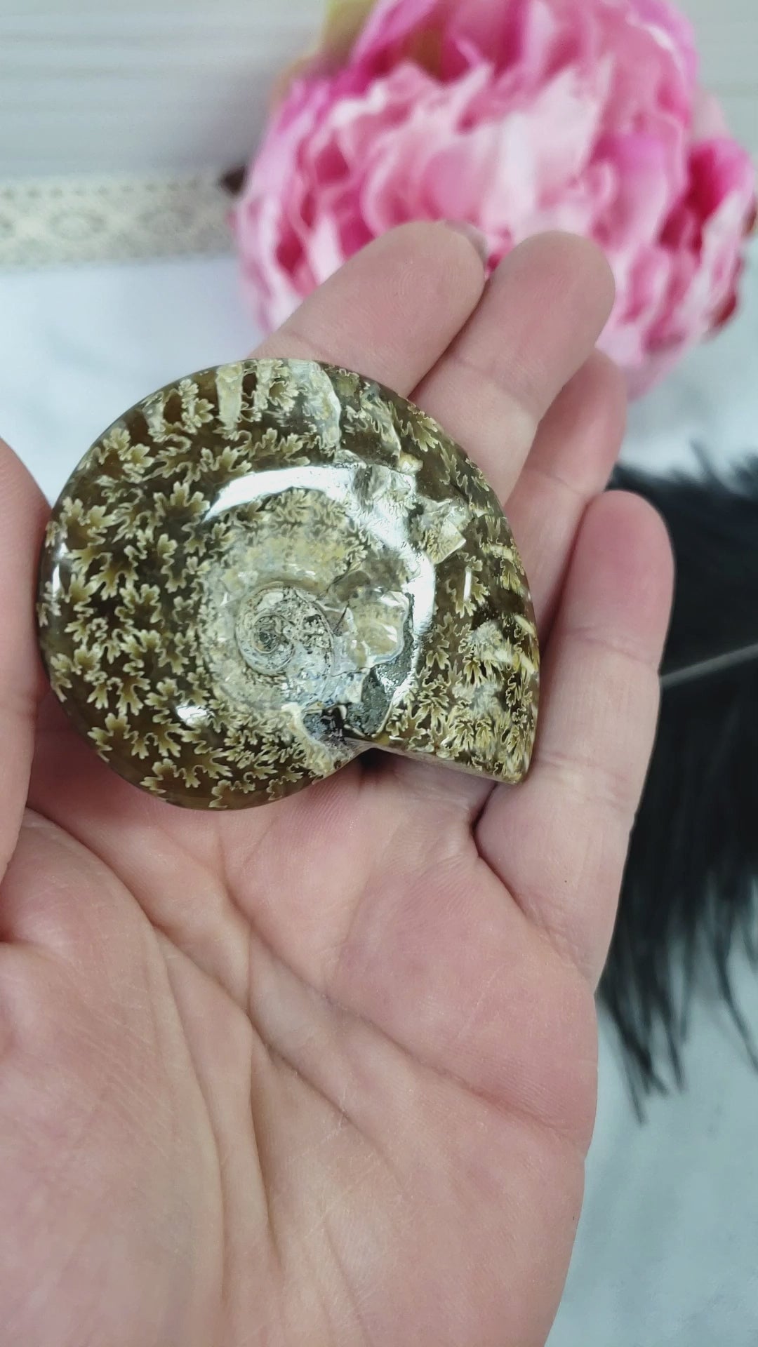 Unique Ammonite Fossil Shell Semi-Polished Natural Gemstone | Aura - 4