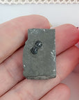 Trilobite Natural Prehistoric Fossil - Mini Specimen - Heroides