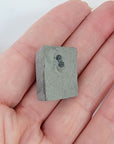 Trilobite Natural Prehistoric Fossil - Mini Specimen - Zofija