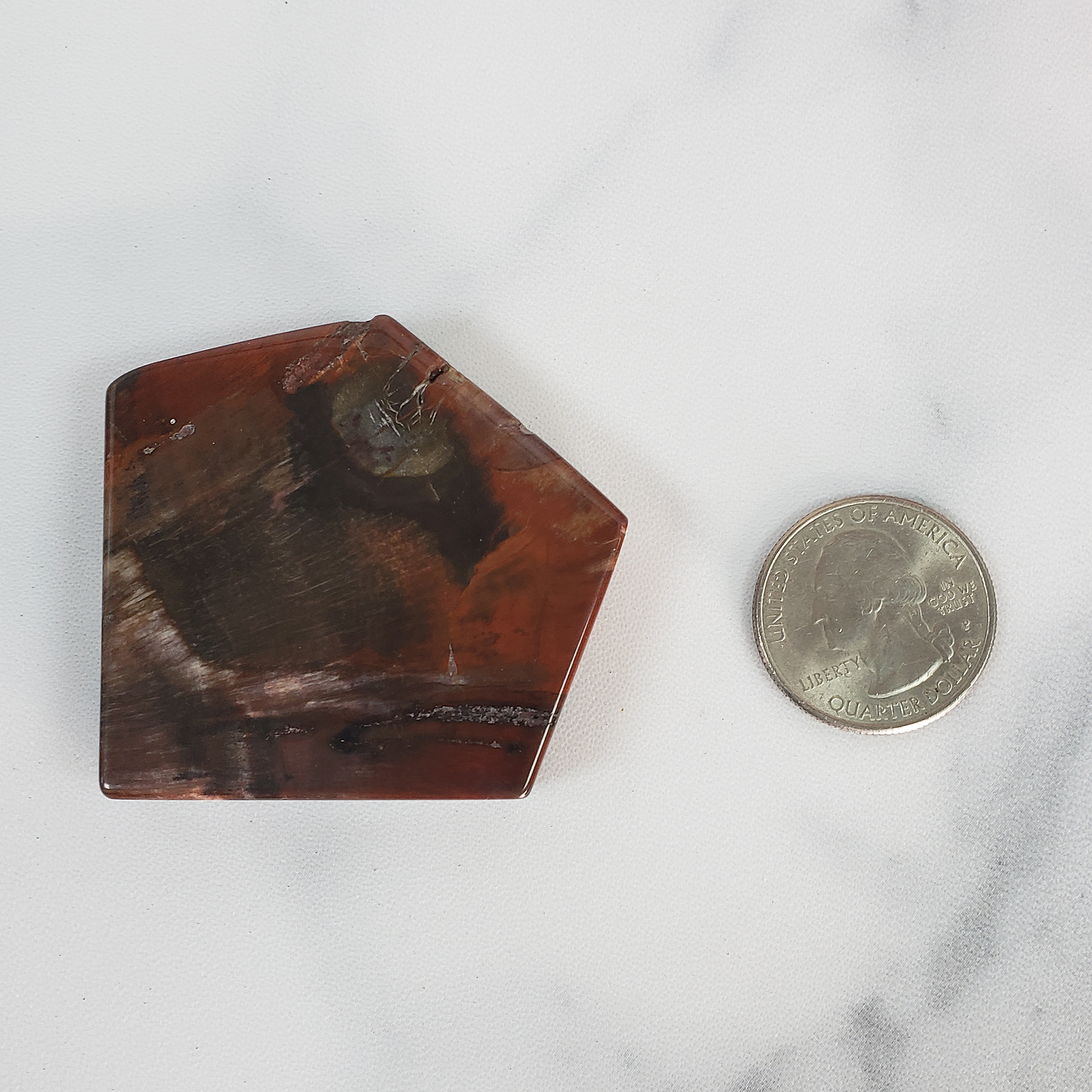 Unique Petrified Wood Stone Slab Fossil Slice Natural Gemstone - Vision - 3