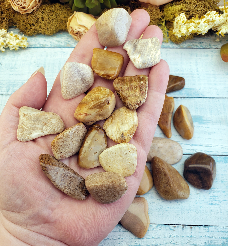 Agatized Coral Tumbled Gemstone - One Stone or Bulk Wholesale Lots