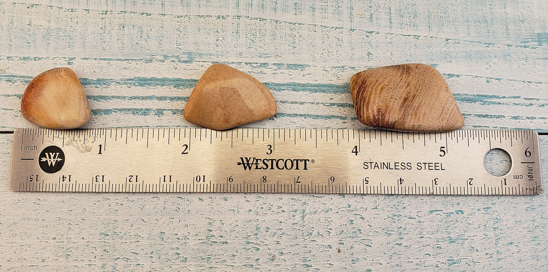 Agatized Coral Tumbled Gemstone - One Stone or Bulk Wholesale Lots - Size Comparison
