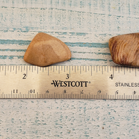 Agatized Coral Tumbled Gemstone - One Stone or Bulk Wholesale Lots - Size Comparison