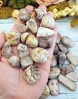 Grey Crazy Lace Agate Tumbled Stone - One Stone or Bulk Wholesale - Group in Hand