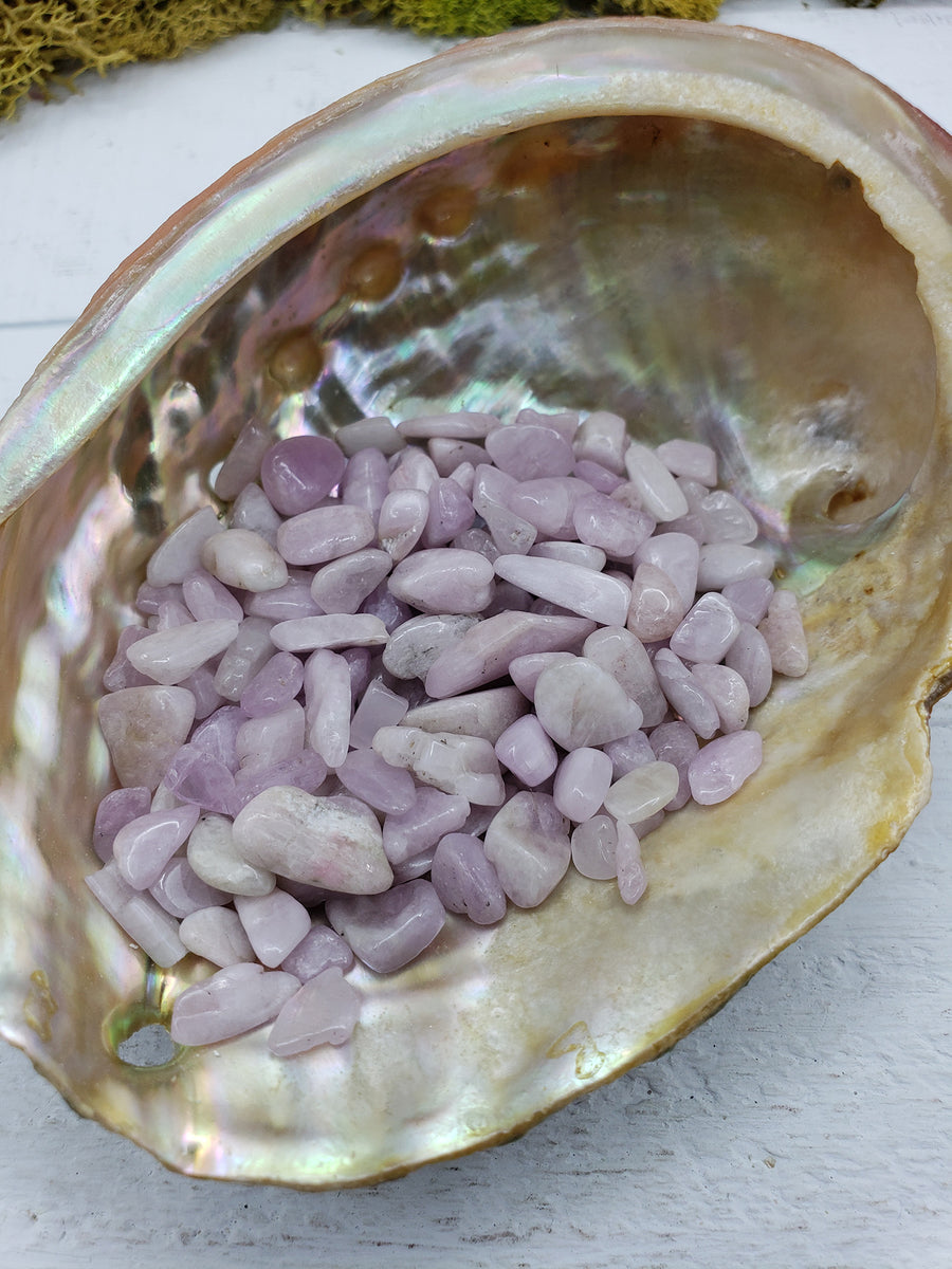 One ounce of kunzite stone chips in abalone shell