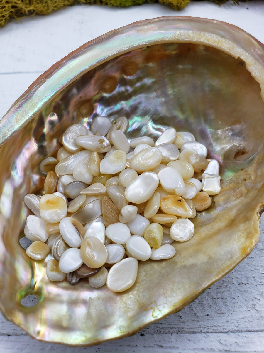 1 ounce of mother of pearl chips in abalone shell