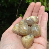 Moss Agate with Petrified Wood Tumbled Stone - Single Stone