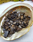 three ounces of bronzite chips in abalone shell