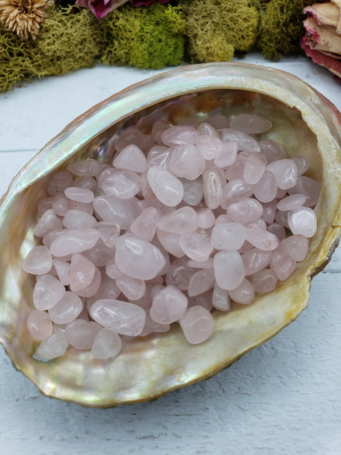 abalone shell with three ounces of rose quartz stone chips