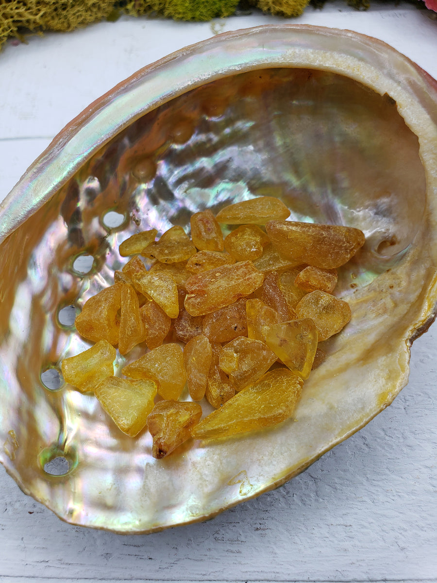 abalone shell with 9 grams of amber stone chips