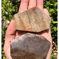 Petrified Wood Natural Gemstone 5