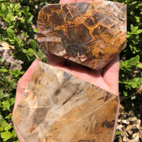 Petrified Wood Natural Gemstone 6