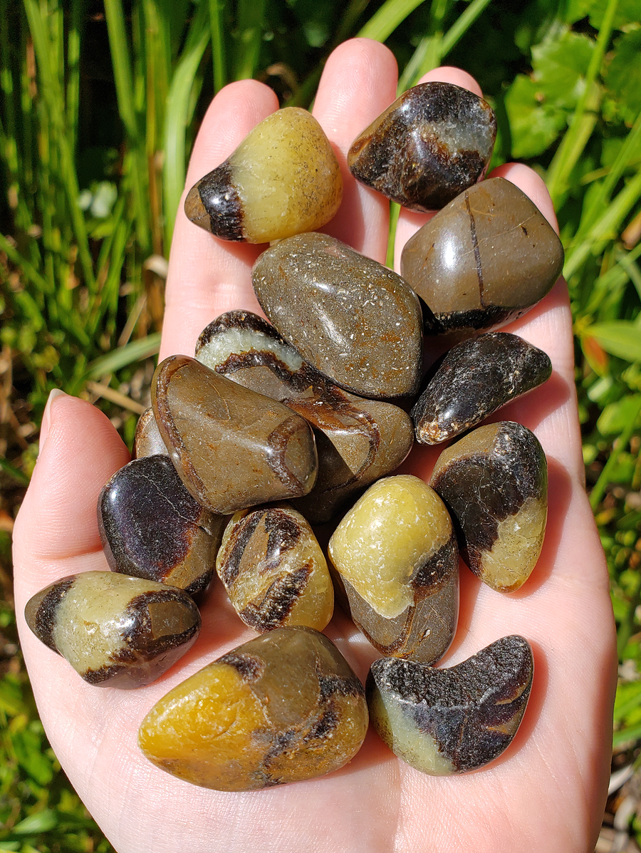 Septarian Natural Tumbled Gemstone - Stone of Wisdom and Charisma - Freeform: 0.5" - 1"