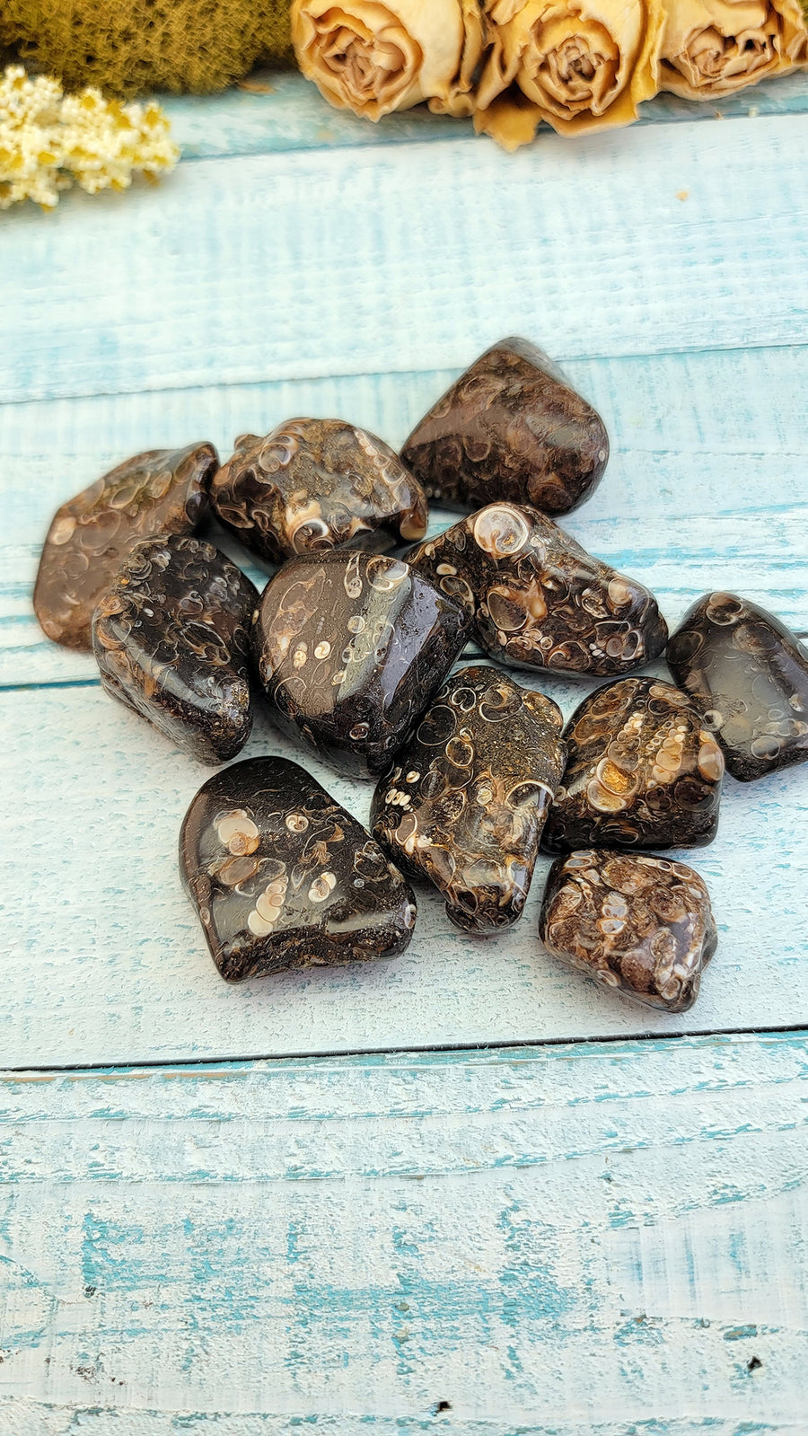 tumbled turitella agate stones on display