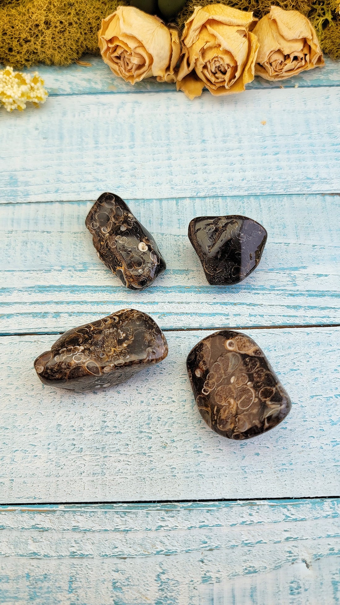four tumbled turitella agate stones on display