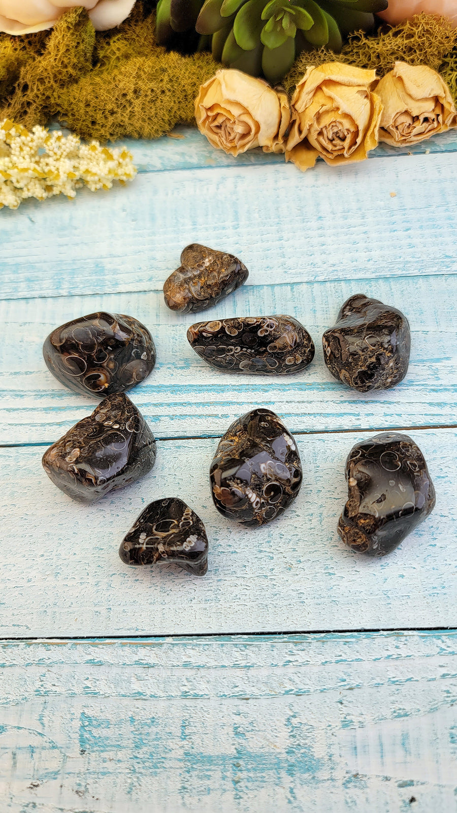 tumbled turitella agate stones in display
