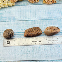 tumbled zebradorite stones by ruler, comparing sizes