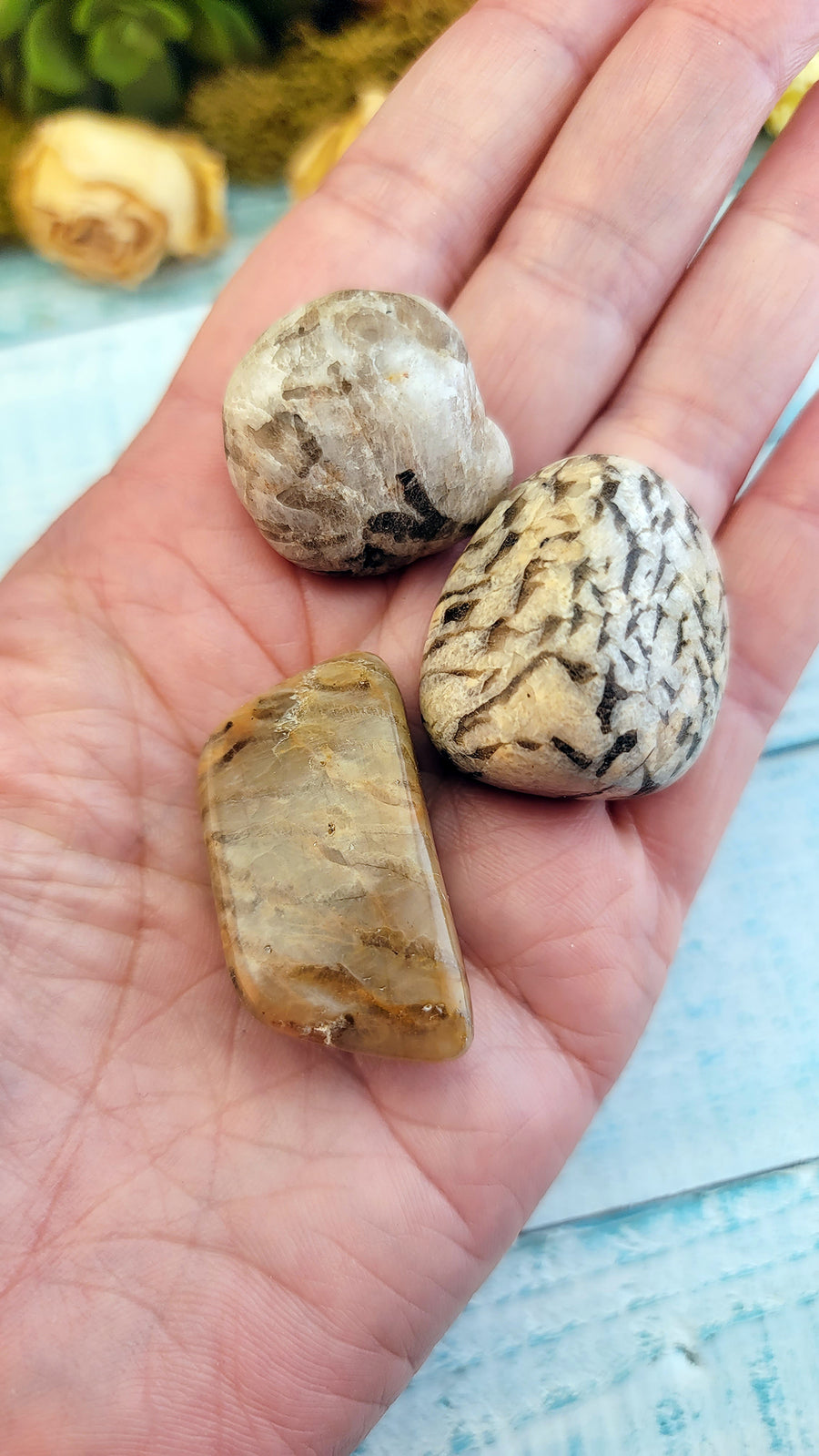 tumbled zebradorite stones in hand