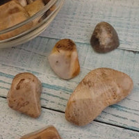 Agatized Coral Tumbled Gemstone - One Stone or Bulk Wholesale Lots - Video