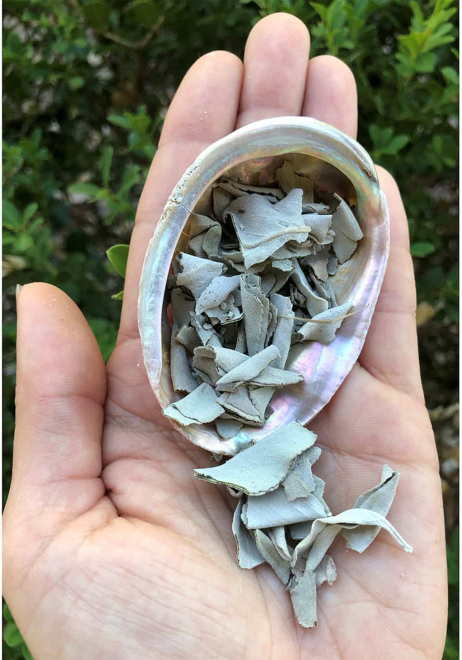 Abalone Shell with Your Choice of Sage - Cleansing Kit