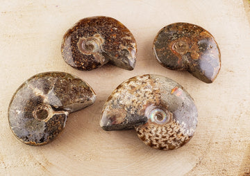 Ammonite Gemstone Fossil Shell | Crystal Gemstone Shop.