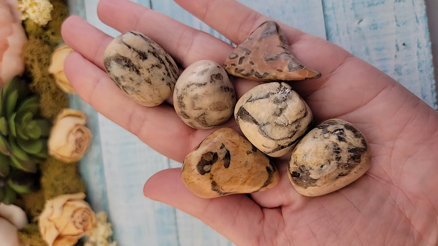 video of tumbled zebradorite stones in hand