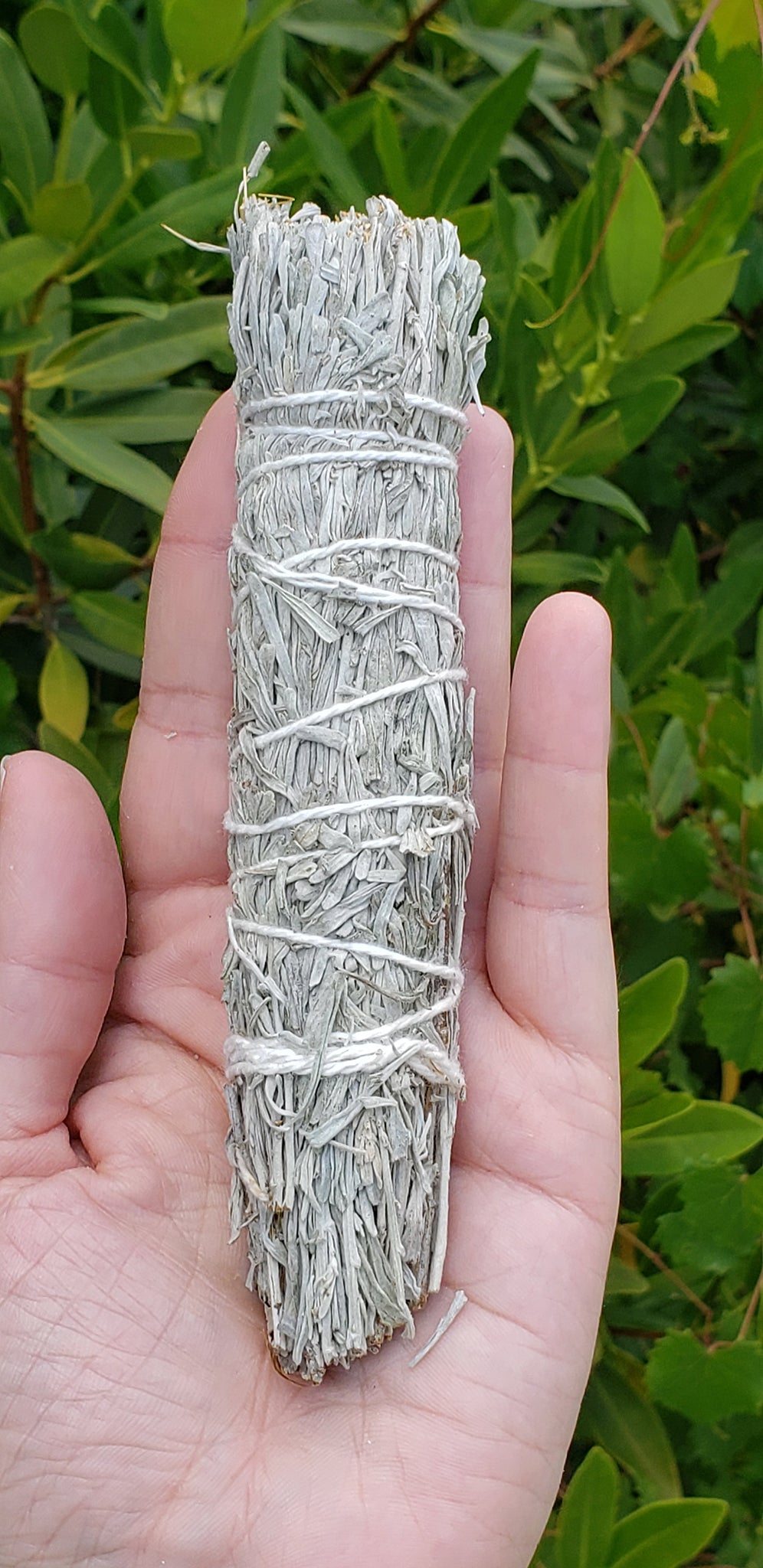 Blessing Sage 3"- 4" Smudge Stick Bundle