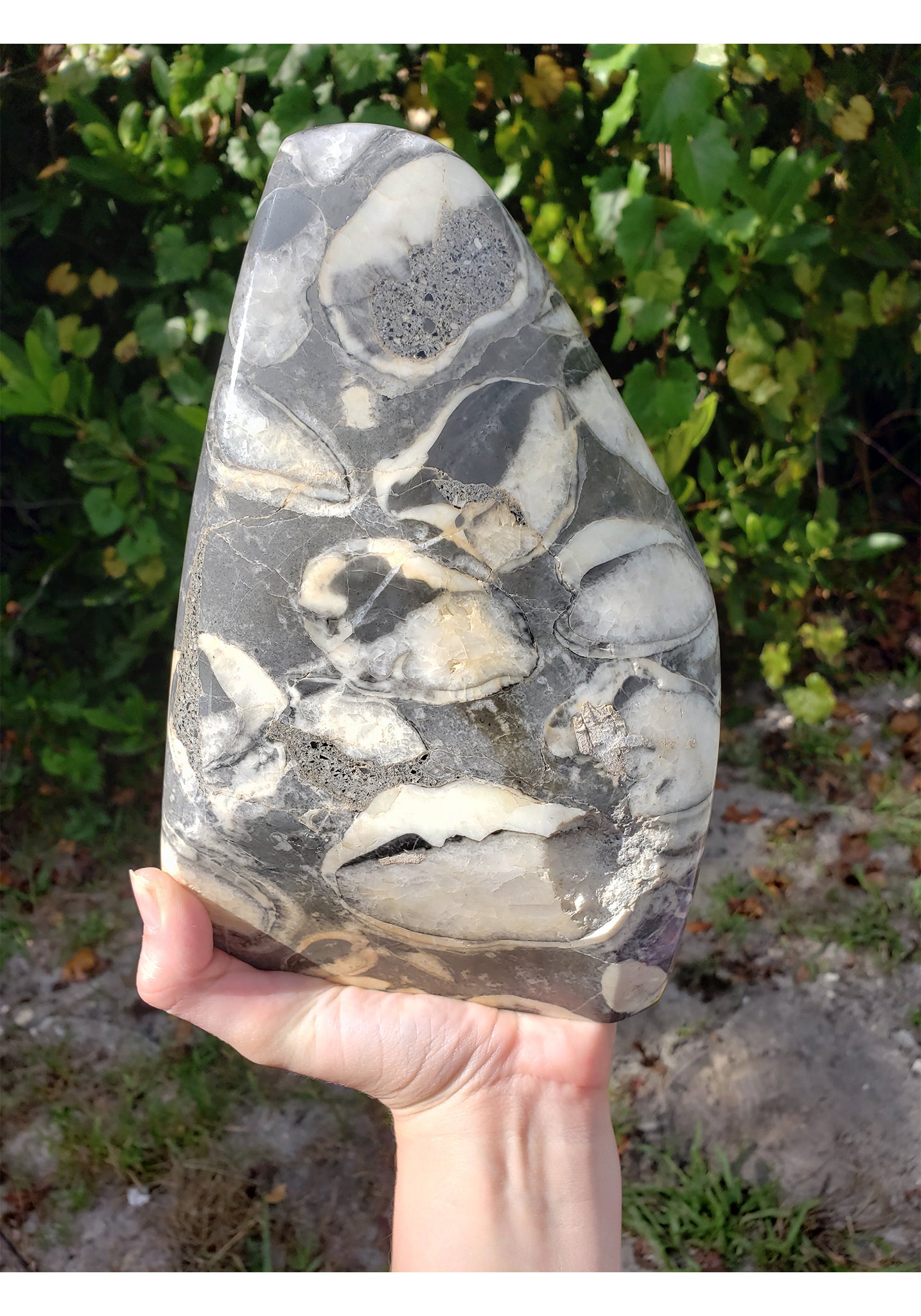 Clamshell Jasper at John Pavon blog