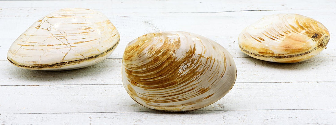 Clam Natural Fossil | Crystal Gemstone Shop.