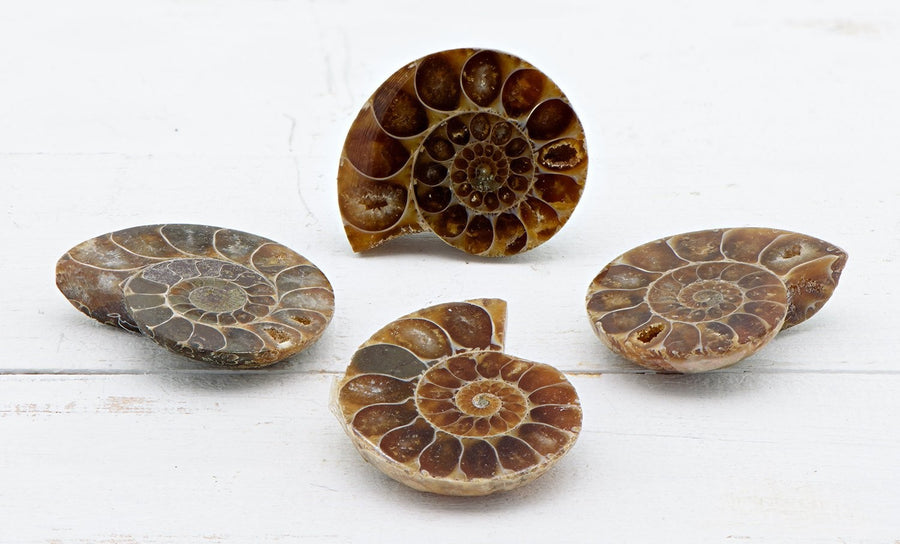 Ammonite Pair Gemstone Natural Fossil | Crystal Gemstone Shop.