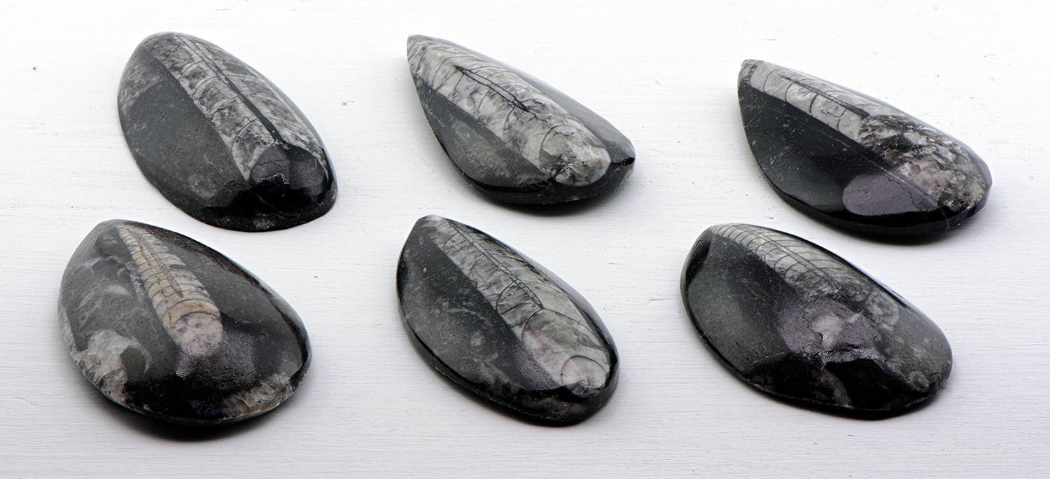 Orthoceras Goniatite Natural Fossil Gemstone | Crystal Gemstone Shop.