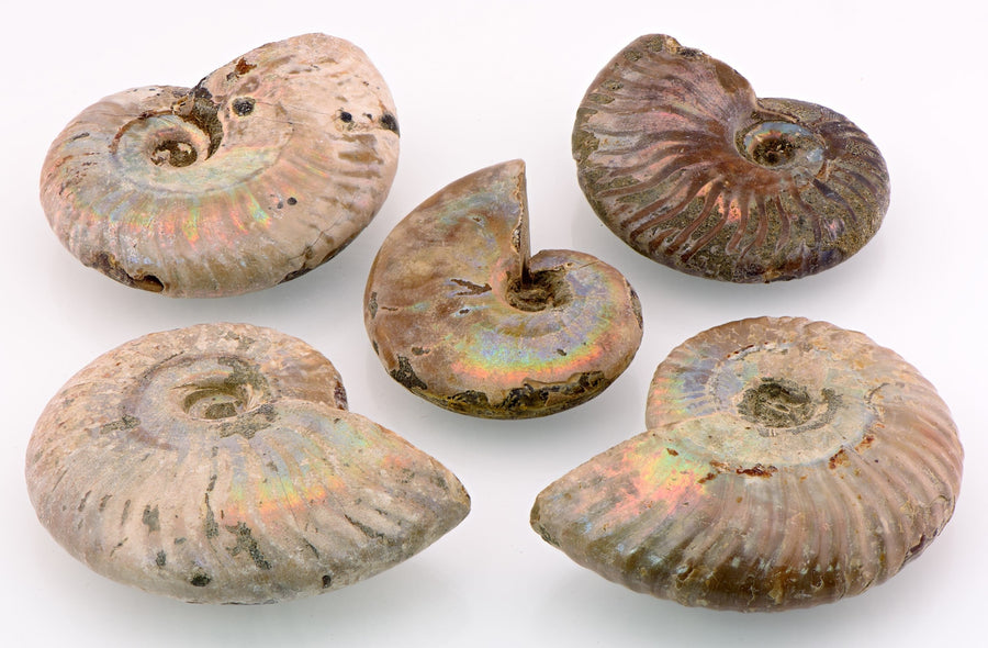 Iridescent Rainbow Ammonite Gemstone Fossil | Crystal Gemstone Shop.