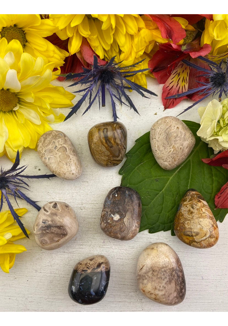 Palm Root Fossil Polished Tumbled Gemstone